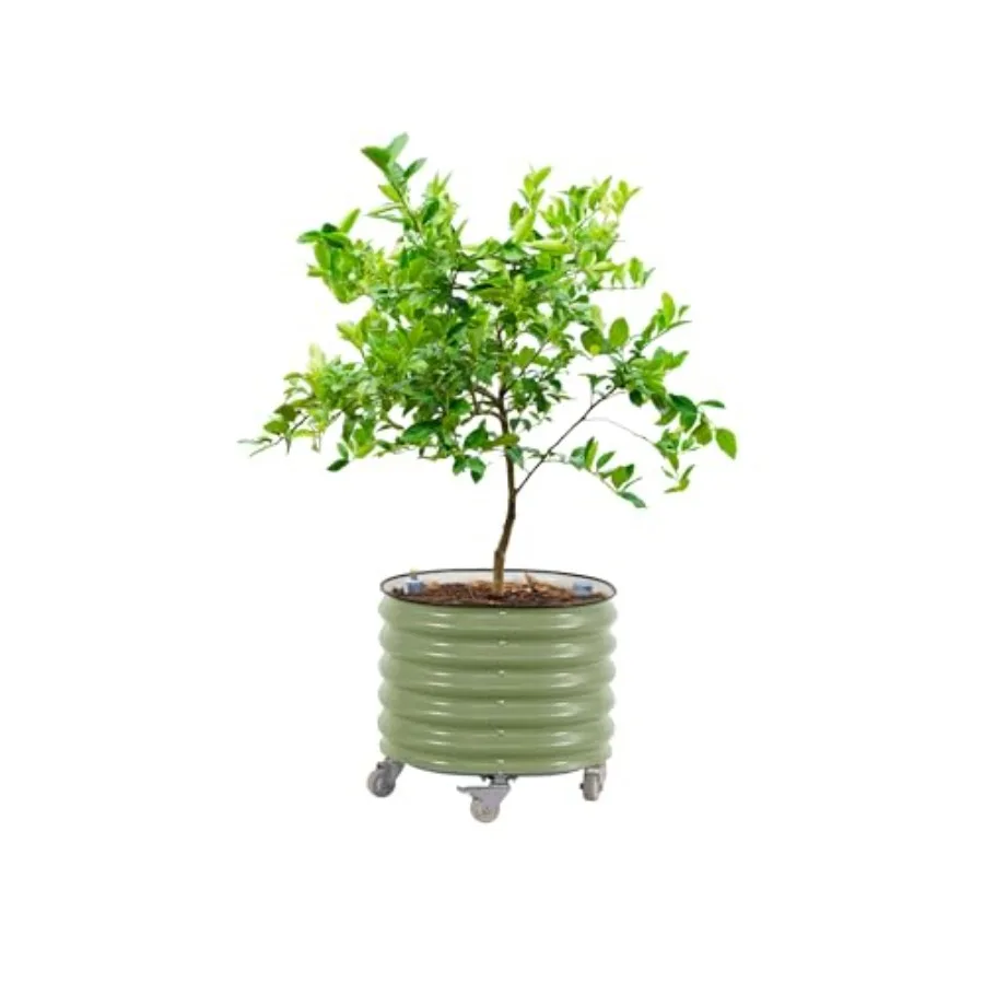 Self Watering Planter - Rolling Citrus Tree Planter Gen 3,