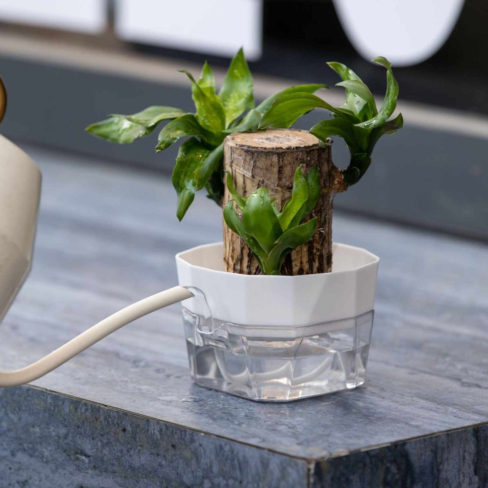 Hydroponic Bulb Vase 2-Tier De - Plant Pot review and price