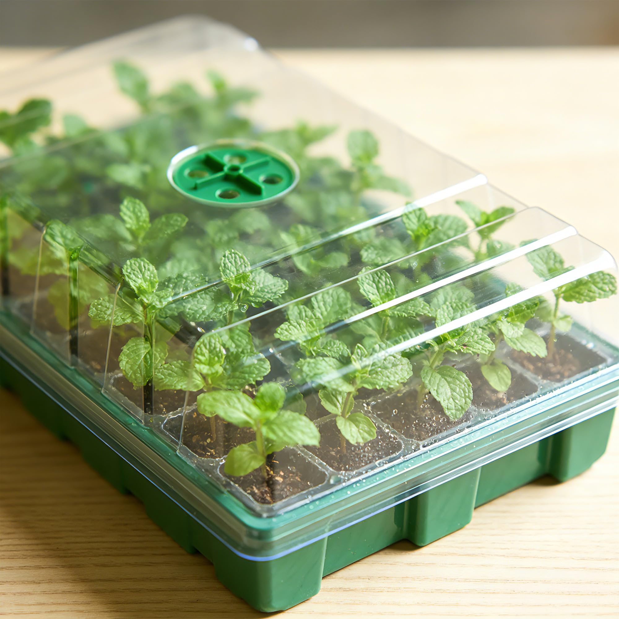 With Transparent Cover Greenho - Seed Starter Tray review and price