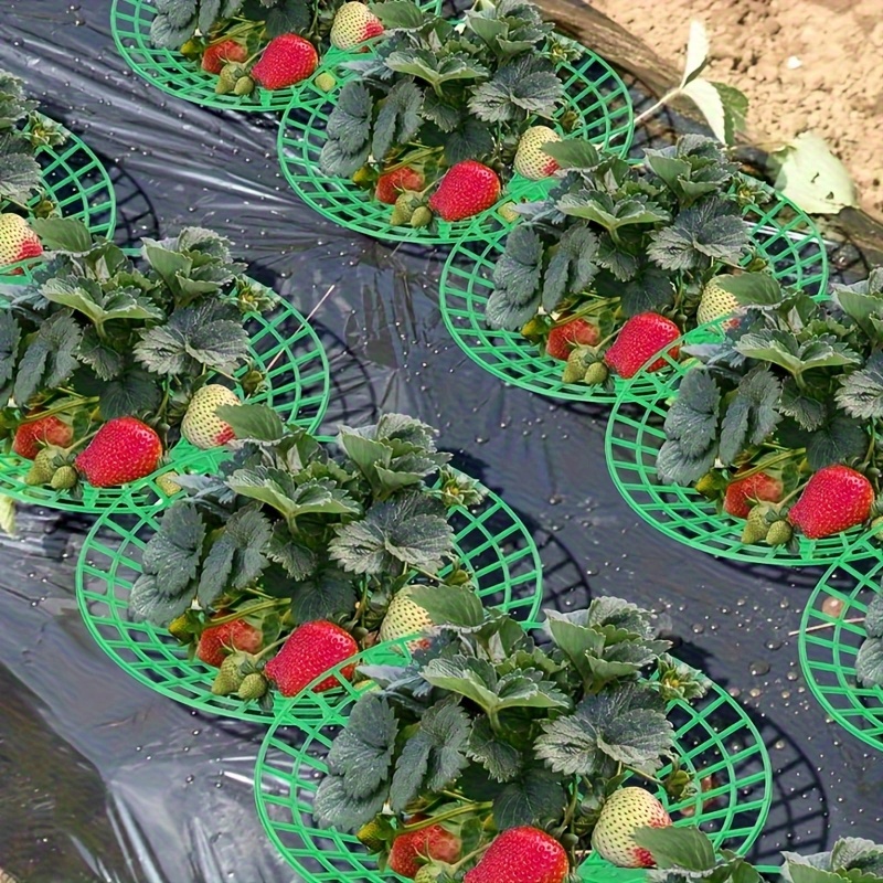 20-Piece Heavy-Duty Strawberry - Indoor Herb Garden review and price