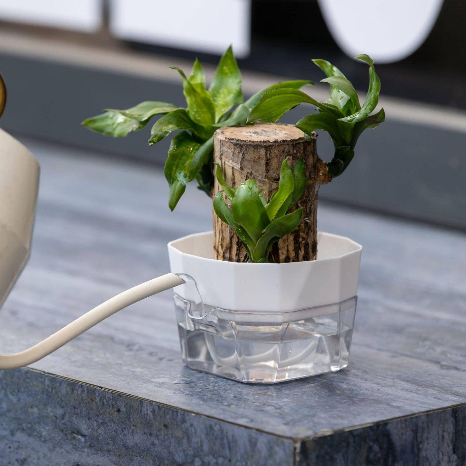 Hydroponic Vase Two Layer Self - Self Watering Planter review and price