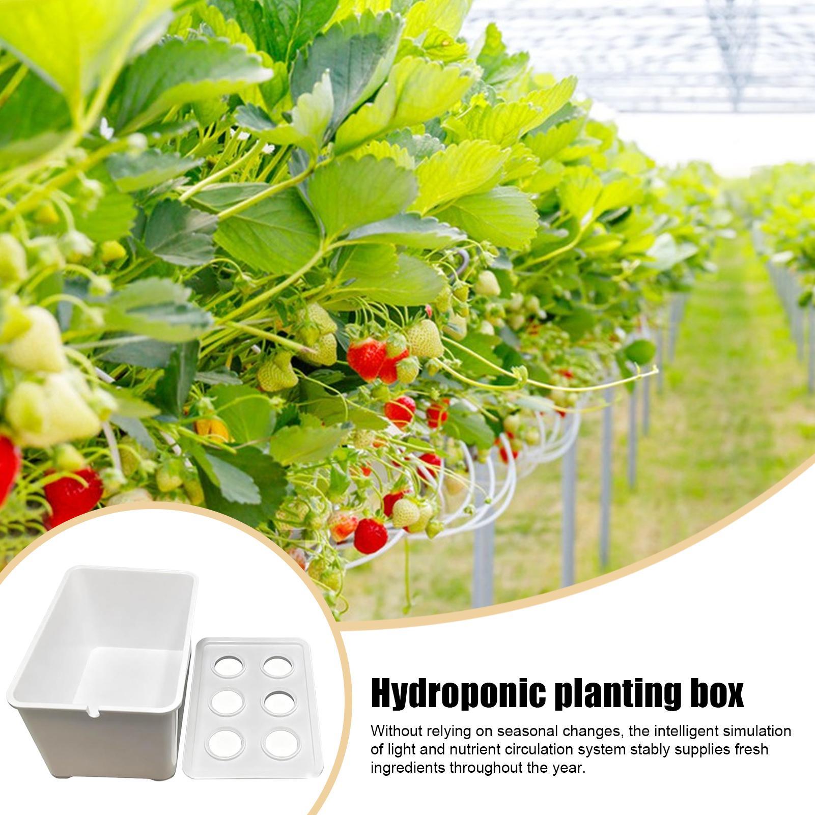 Hydroponic Planting Kit Beginn - Hydroponic Kit review and price