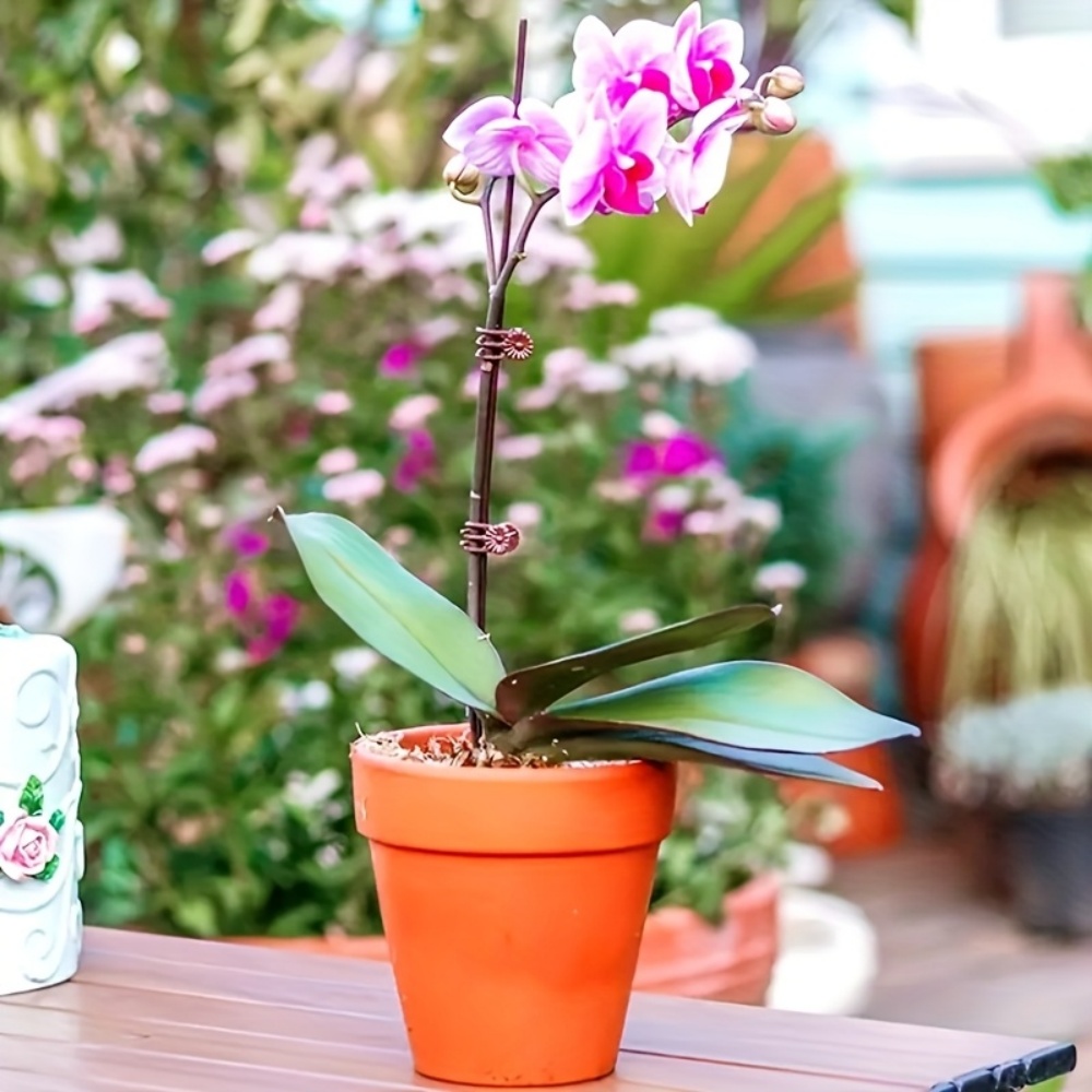 100 Pieces of Orchid and Vine  - Indoor Herb Garden review and price