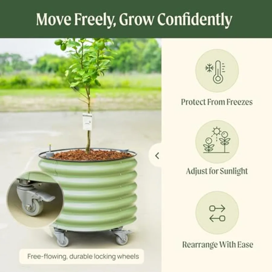 Rolling Citrus Tree Planter Ge - Self Watering Planter review and price