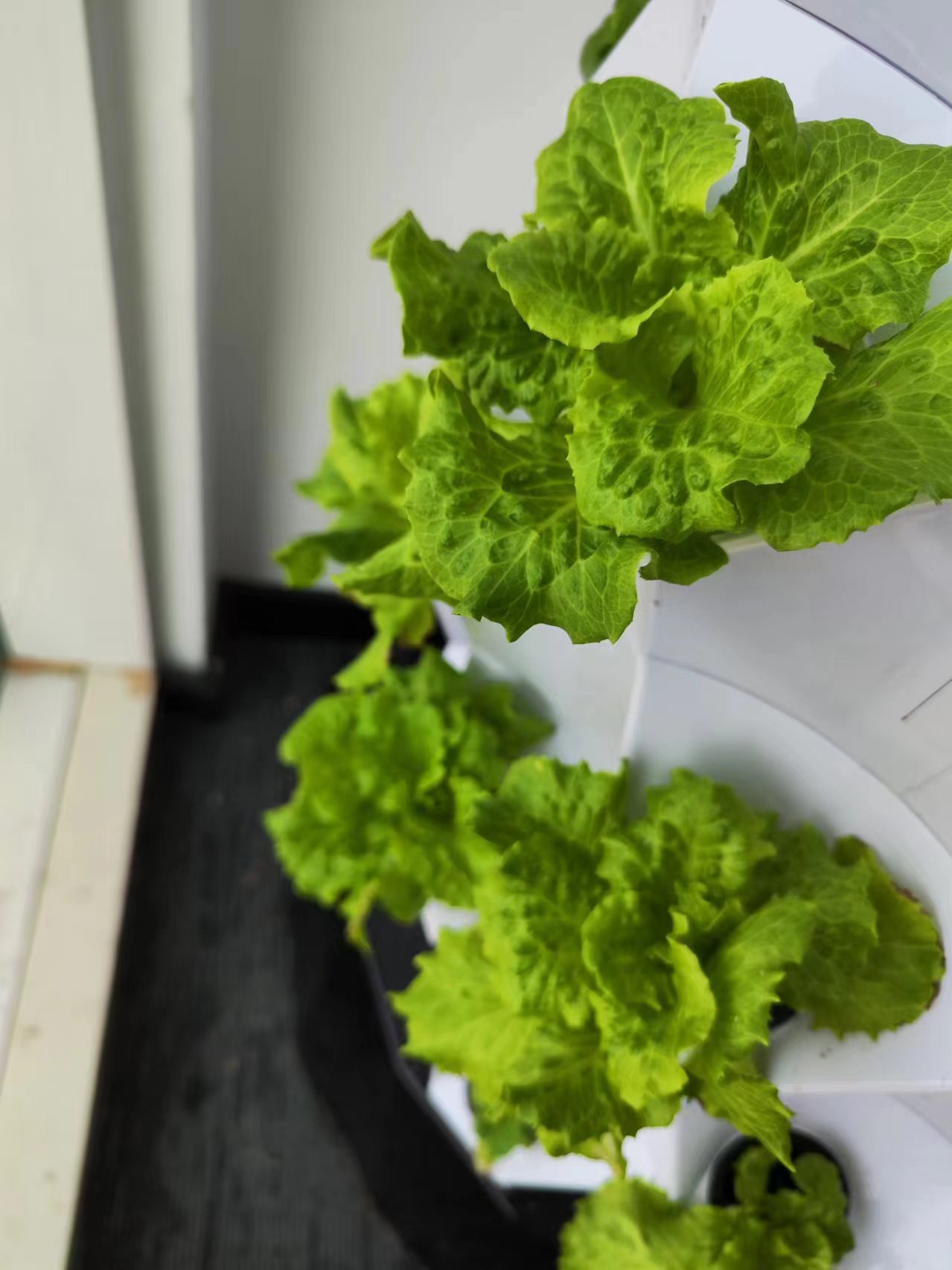 Farm Auto Irrigation Drip Kit  - Hydroponic Kit review and price